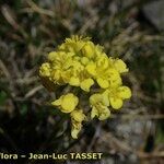 Biscutella intermedia Hábito