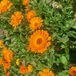 Calendula stellata Blomst