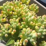 Sedum pachyphyllumList