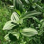 Veratrum album Hoja