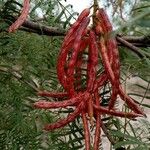 Prosopis glandulosa Frucht