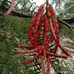 Prosopis glandulosa Fruct