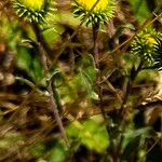 Grindelia