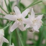 Tulbaghia simmleri Flor