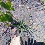 Cyperus rotundus 叶