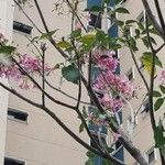 Tabebuia roseaبرگ