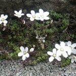 Arenaria balearica Flor