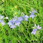 Veronica austriaca Cvijet
