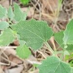 Physalis mollis Blad