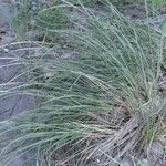 Calamagrostis breviligulata Habit