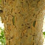 Commiphora glandulosa बार्क (छाल)