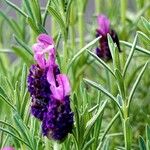 Lavandula stoechas Інше