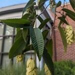 Carpinus japonica ഇല
