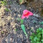 Tulipa didieri Květ