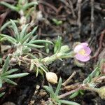 Spergularia rubra Sonstige