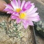 Escobaria minima Hoja