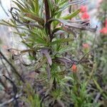 Castilleja fissifolia Leaf