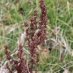 Rumex crispus फूल