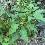 Crambe scaberrima Hoja