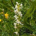 Platanthera chloranthaКветка