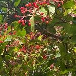 Viburnum sieboldii Fruit