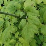 Actaea racemosa Blatt