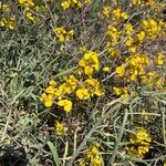 Erysimum capitatum Floare