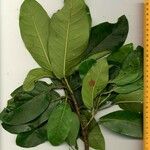 Ficus costaricana Other