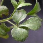 Ranunculus micranthus Levél