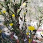 Lactuca viminea Feuille