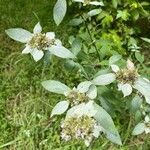 Pycnanthemum incanum Leaf