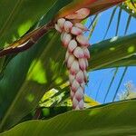 Alpinia zerumbet Flower