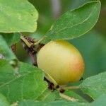 Prunus domestica Blad