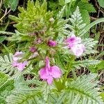 Pedicularis macrochila Flower