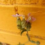 Silene apetala Fula