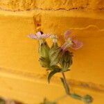 Silene apetala Flower