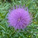 Cirsium altissimum Цвят