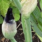 Iris pumila Écorce