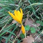 Crocus flavus Blüte