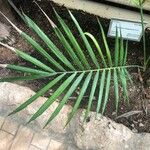 Chamaedorea hooperiana Hoja