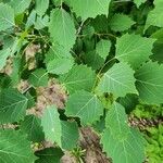 Populus grandidentata Folha