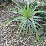 Bromelia pinguin Habit