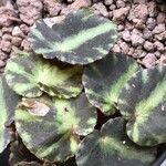 Begonia cleopatrae List