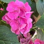 Hydrangea spp.Цвят