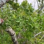 Ilex cassine Hoja