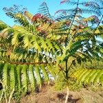 Jacaranda cuspidifolia Hoja