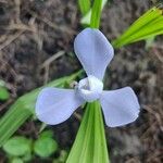 Cipura paludosa Flower