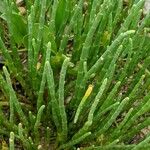 Salicornia bigelovii पत्ता