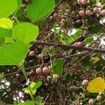 Cordia dichotoma ᱥᱟᱠᱟᱢ