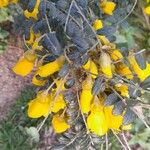 Sophora denudata Flower